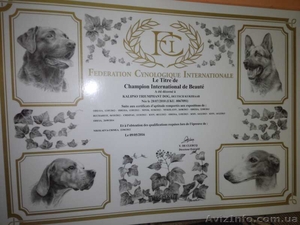 Щенки курцхаара в Одессе от Чемпионов! #1512934