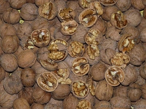 недоррго Грецкий орех  #1509143