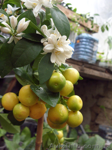 Апельсин  комнатный и др. саженцы цитрусовых Георгий Кировоград. #983090