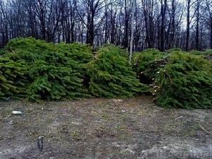 Новогодние живые сосны оптом 2016-2017 #1508882