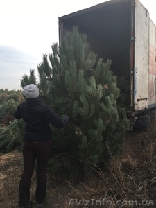 Новогодняя сосна крымка оптом #1506981