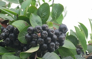 Продам годичные саженцы Аронии (черноплодной рябины). #1512093