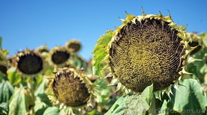 Посівний матеріал соняшнику БАРСА(1120дн)та  ТОЛЕДО(115дн.) #1509903