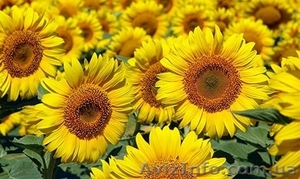 Насіння гібридів соняшника. #1508221