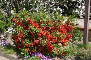 Продам саженцы айвы японской (хеномелеса). #1512092