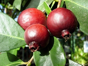 Саженцы гуавы земляничной и гуавы яблочной #1508929