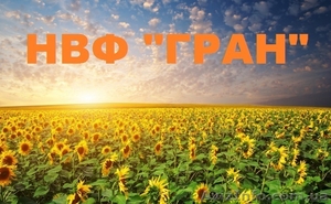 Посівний матеріал (інкрустований) під євро-лайтингАрмагедон»,  «Карлос 105» #1506741