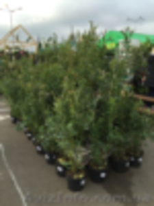 Купить, продажа саженцев голубики(лохини), Киев  #1507628