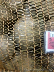 КАРТОФЕЛЬ - прямой поставщик из Украины #1507378