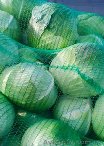 КАПУСТА БЕЛОКОЧАННАЯ - прямой поставщик из Украины #1507380