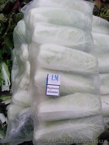 КАПУСТА ПЕКИНСКАЯ - прямой поставщик из Украины #1507381