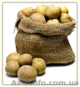 Картофель товарный #1509192