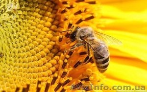 Семена подсолнечника Украинской и зарубежной селекции #1512868