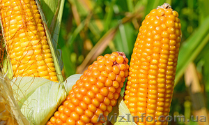 Посівний матеріал кукурудзи ГРАН 5 (ФАО270) #1508060