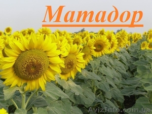 Насіння соняшнику Матадор  #1509172
