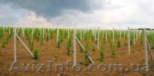 виноградные железобетонные  столбики #1504651