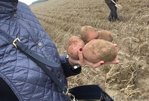 Картофель оптовая продажа #1513711