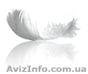 Заукпаем пух перо водоплавающей птици #1516457