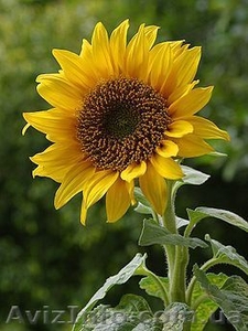 Пропонуємо насіння сняшнику Рембо (125дн) середньоранній Румунської селекції.  #1514606