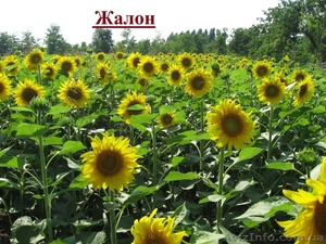 Посівний матеріал соняшнику Жалон #1514605