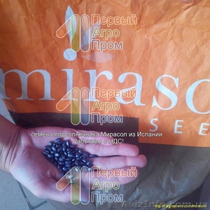Семена подсолнечника для засушливых регионов - Mirasol seed #1517401