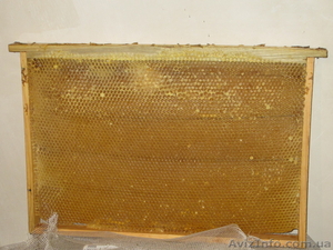 Продам рамки-сушь Дадан #1516671