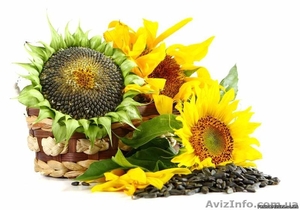 Закупаем подсолнух,  отходы подсолнуха #1519840