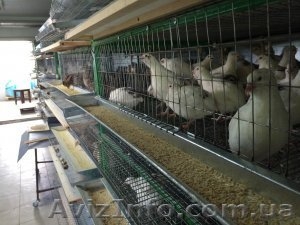 Инкубационные яйца. Куриные и перепелиные #1514146