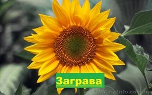 Гібрид соняшнику  «Заграва» 100-108дн. #1520677