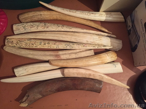 Купим бивни мамонта,  клыки моржа,  зубы кашалота #1528269