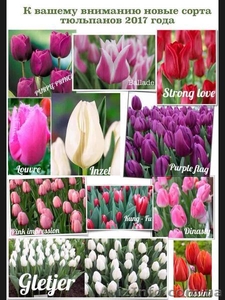 Цветы оптом,  оптовая продажа тюльпанов  к 8 марта в Луганске #1524693