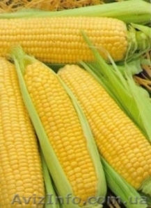 Продаю сортовую кукурузу Айова Свит #1523193