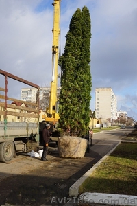 Пересадка растений - крупномеров #1523669