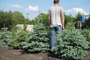 Продам Ель голубую Glauca #1523675