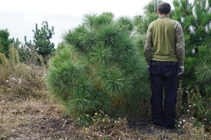 Продам сосну Джеффри #1523671