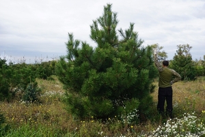 Продам сосну крымскую крупномер #1523666