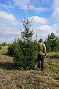 Продам ель обыкновенную Крупномер #1523661