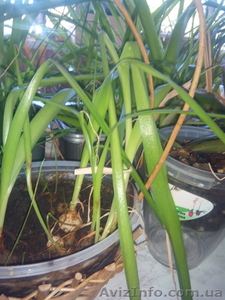 Индийский лук-лечебное уникальное растение #1528406