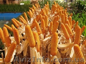 Оржица 237 МВ гибрид кукурузы семена #1528962