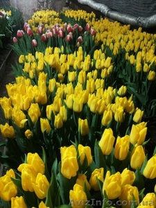 Тюльпаны Оптом к 8 марта 2017 #1523139