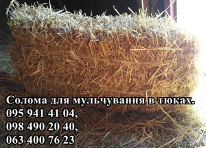 Солома для мульчування рослин в квадратних тюках вагою 20-25 кг #1532004
