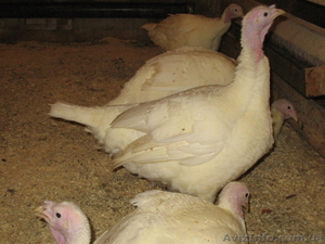 Продам инкубационное яйцо,  суточных и подрощенных индюшат #1531713
