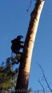 Спил деревьев,  спилить,  спиливание,  валка,  снос зданий #1536226