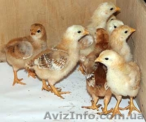 фокси чик суточный #1537251