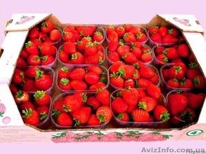 лоток под клубнику, малину, черешню, персик, сливу, виноград #1538550