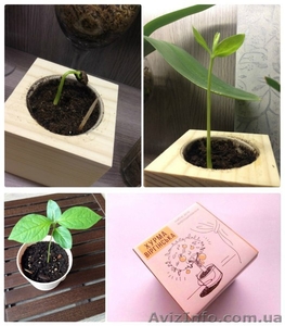 ЭкоКуб ЕкоКуб Украина ОПТ Дропшиппинг розница интересный подарок,  вырасти цветок #1533319