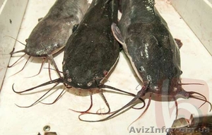 Рыба живая африканский сом #1538365