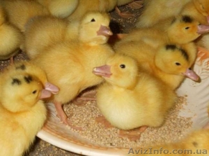 Бройлери,  Іспанка,  Майстер Грей #1531206