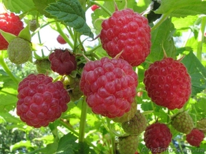 Продаем саженцы малины #1537951