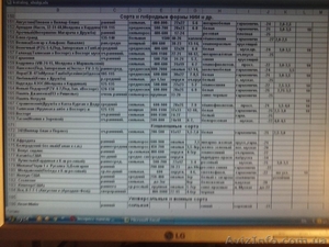 Продаем саженцы винограда #1531341